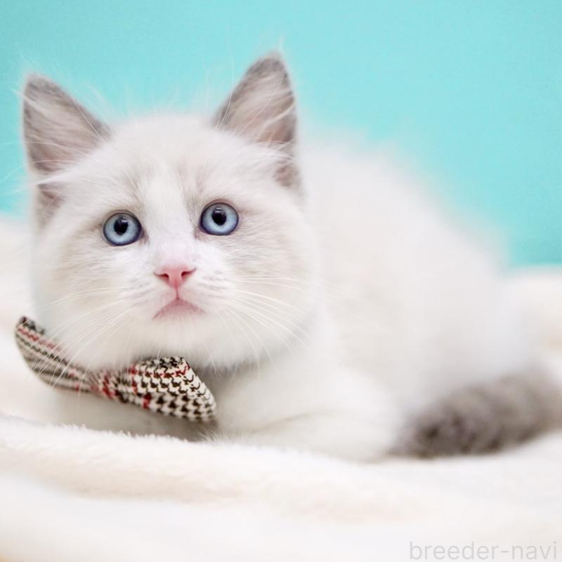 商談中の東京都のラグドール-135123の6枚目