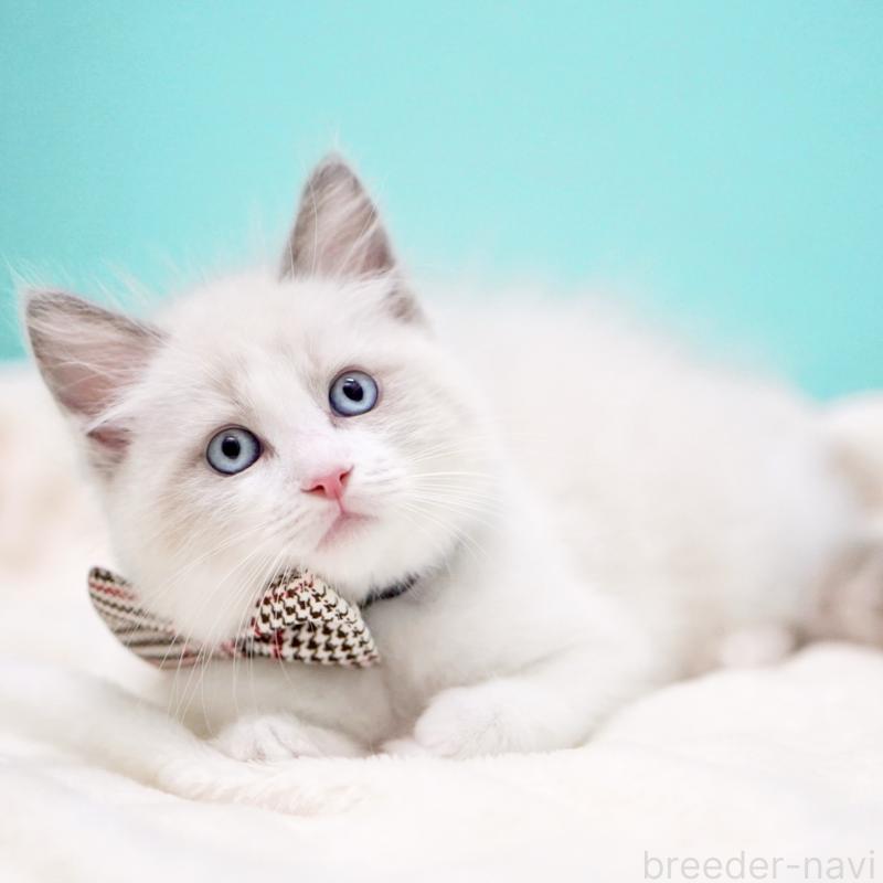 商談中の東京都のラグドール-135123の5枚目