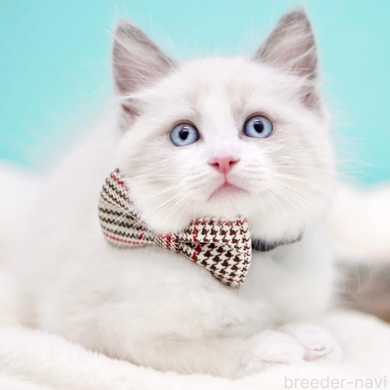 商談中の東京都のラグドール-135123の4枚目