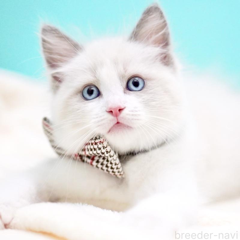 商談中の東京都のラグドール-135123の3枚目