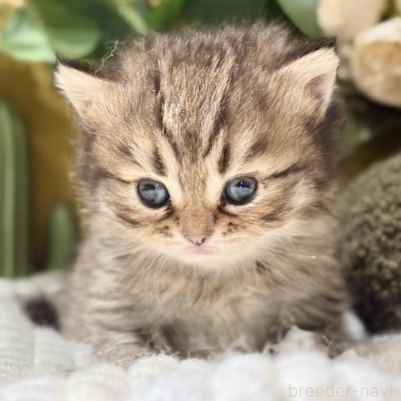 販売中の岐阜県のペルシャ(チンチラ)-137029の4枚目