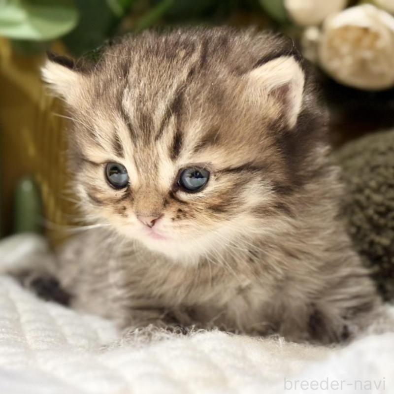 販売中の岐阜県のペルシャ(チンチラ)-137029の3枚目