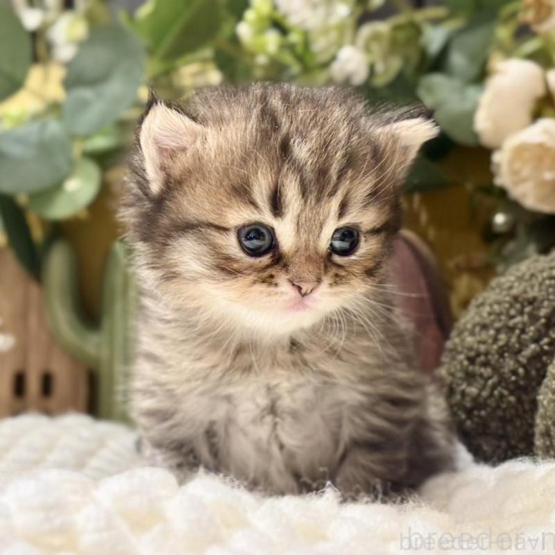 販売中の岐阜県のペルシャ(チンチラ)-137029の2枚目