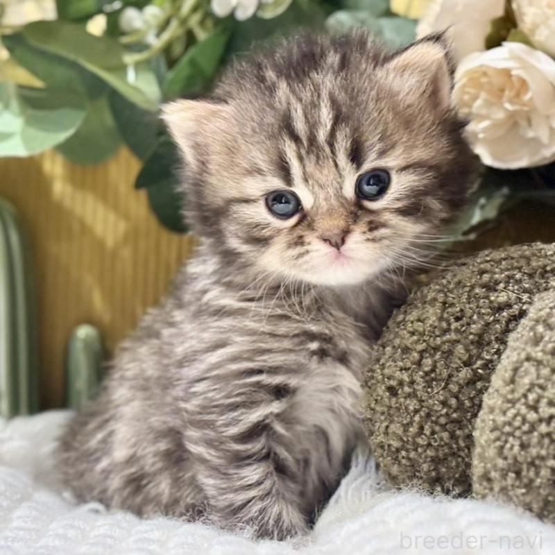 販売中の岐阜県のペルシャ(チンチラ)-137030の9枚目