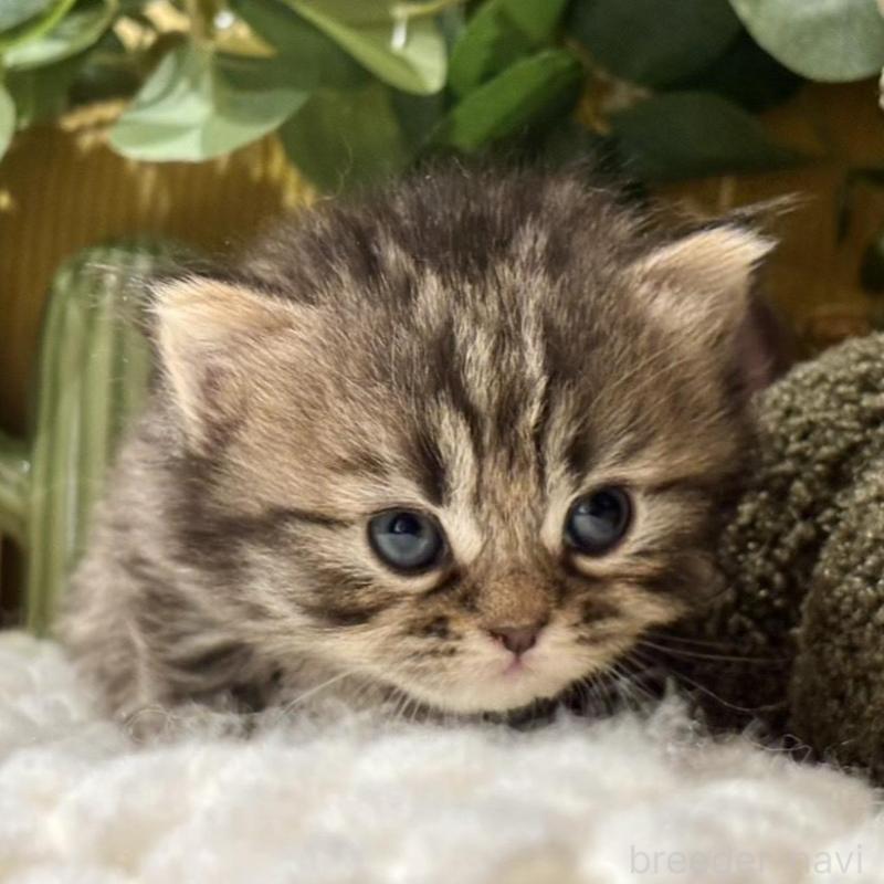 販売中の岐阜県のペルシャ(チンチラ)-137030の7枚目