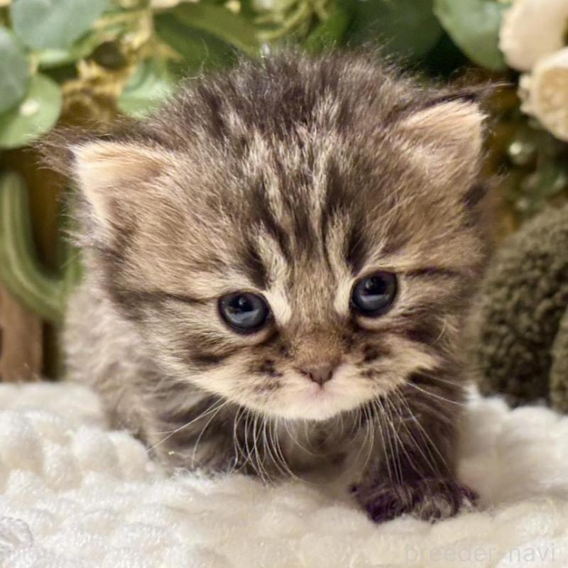 販売中の岐阜県のペルシャ(チンチラ)-137030の5枚目