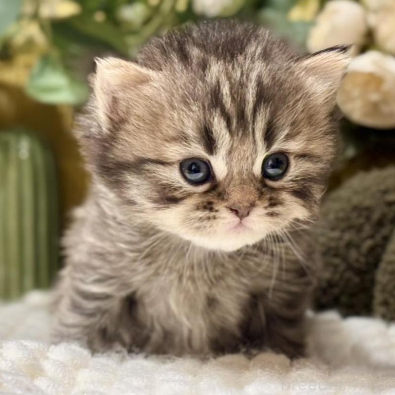 販売中の岐阜県のペルシャ(チンチラ)-137030の2枚目