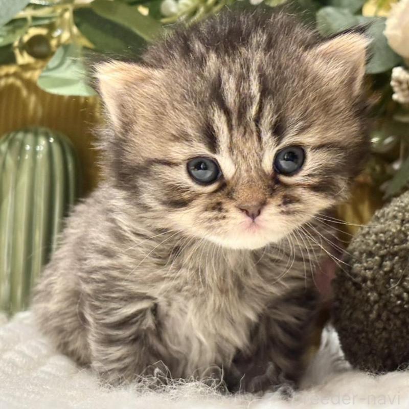 販売中の岐阜県のペルシャ(チンチラ)-137030