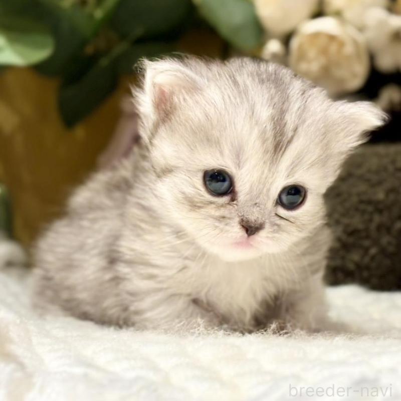 販売中の岐阜県のペルシャ(チンチラ)-137031の6枚目