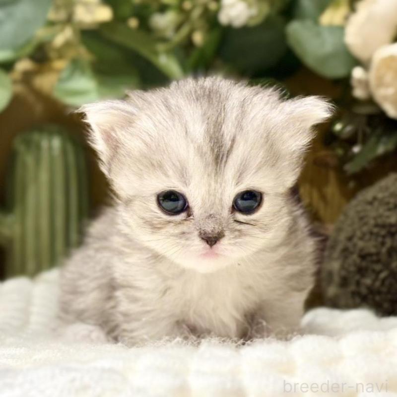 販売中の岐阜県のペルシャ(チンチラ)-137031の5枚目