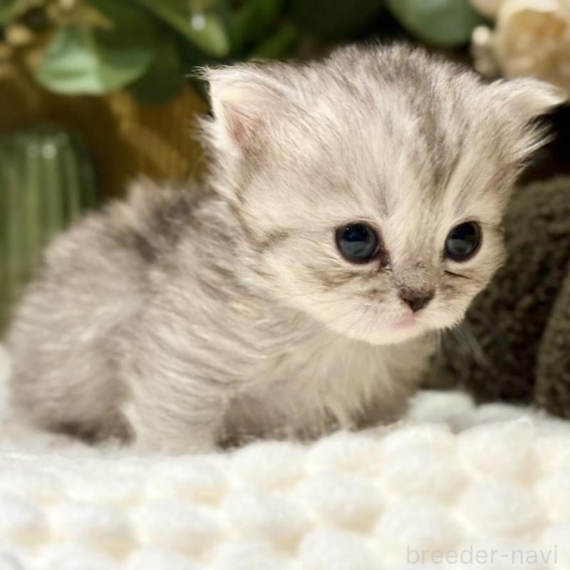 販売中の岐阜県のペルシャ(チンチラ)-137031の4枚目