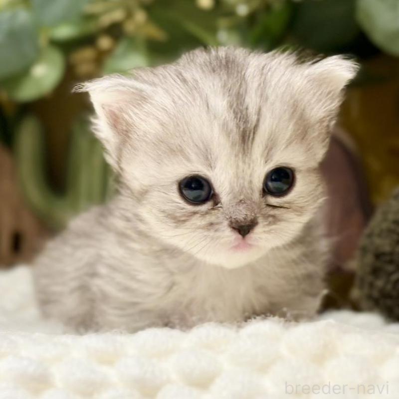 販売中の岐阜県のペルシャ(チンチラ)-137031の1枚目