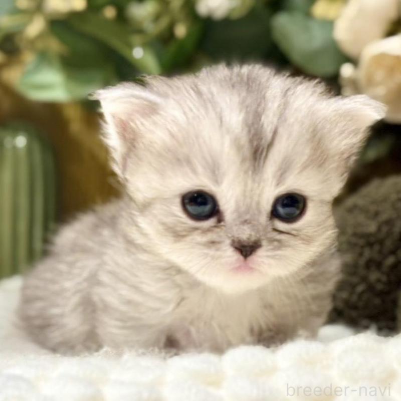 販売中の岐阜県のペルシャ(チンチラ)-137031の2枚目