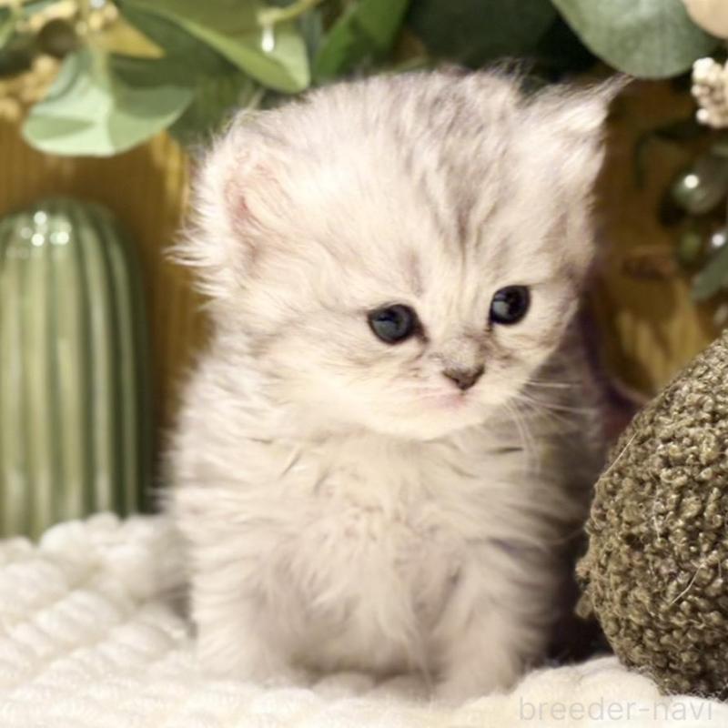 販売中の岐阜県のペルシャ(チンチラ)-137032の9枚目