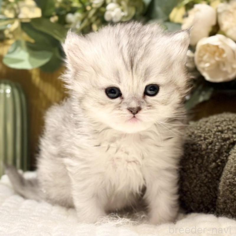 販売中の岐阜県のペルシャ(チンチラ)-137032の8枚目