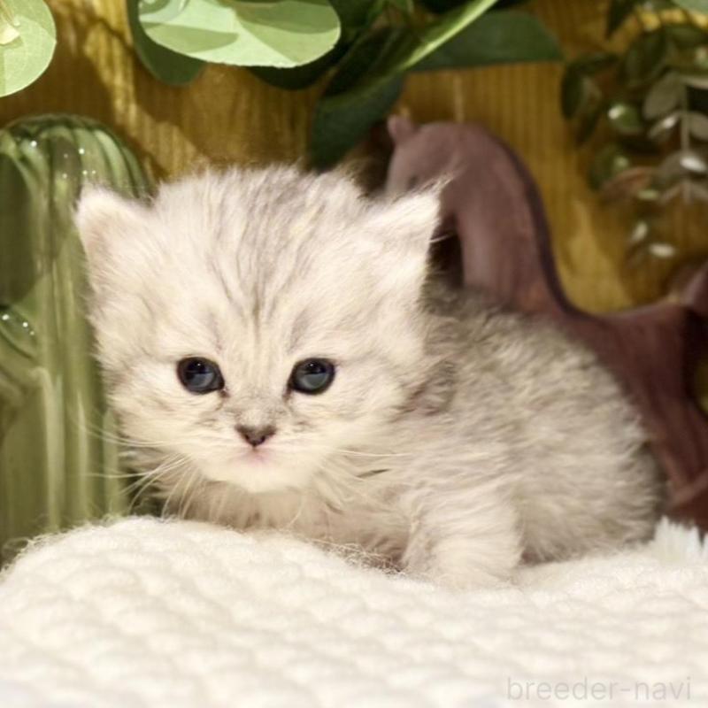 販売中の岐阜県のペルシャ(チンチラ)-137032の7枚目