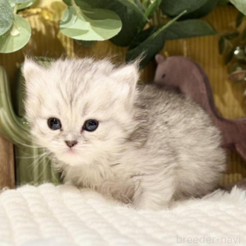 販売中の岐阜県のペルシャ(チンチラ)-137032の6枚目