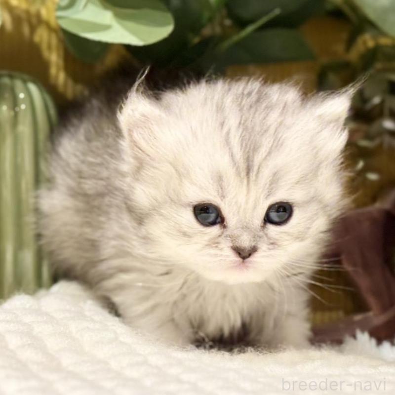 販売中の岐阜県のペルシャ(チンチラ)-137032の5枚目