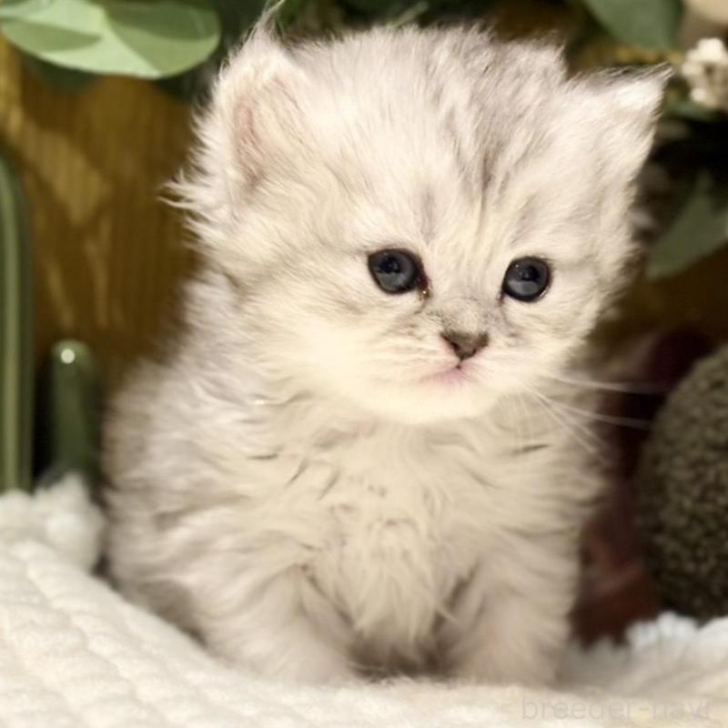 販売中の岐阜県のペルシャ(チンチラ)-137032の4枚目