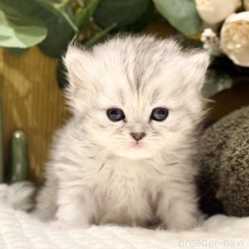 販売中の岐阜県のペルシャ(チンチラ)-137032の3枚目