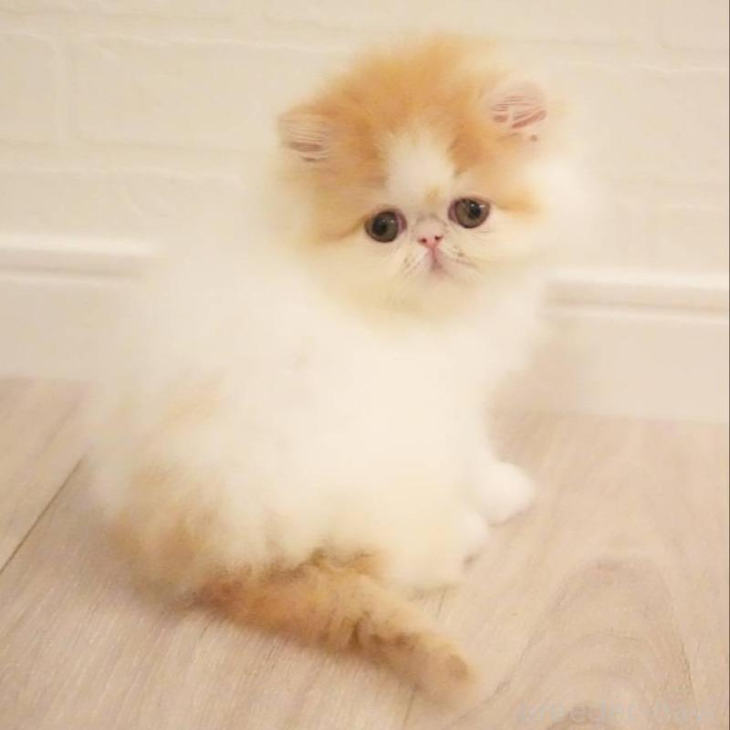 販売中の大阪府のエキゾチックショートヘア-137033の1枚目