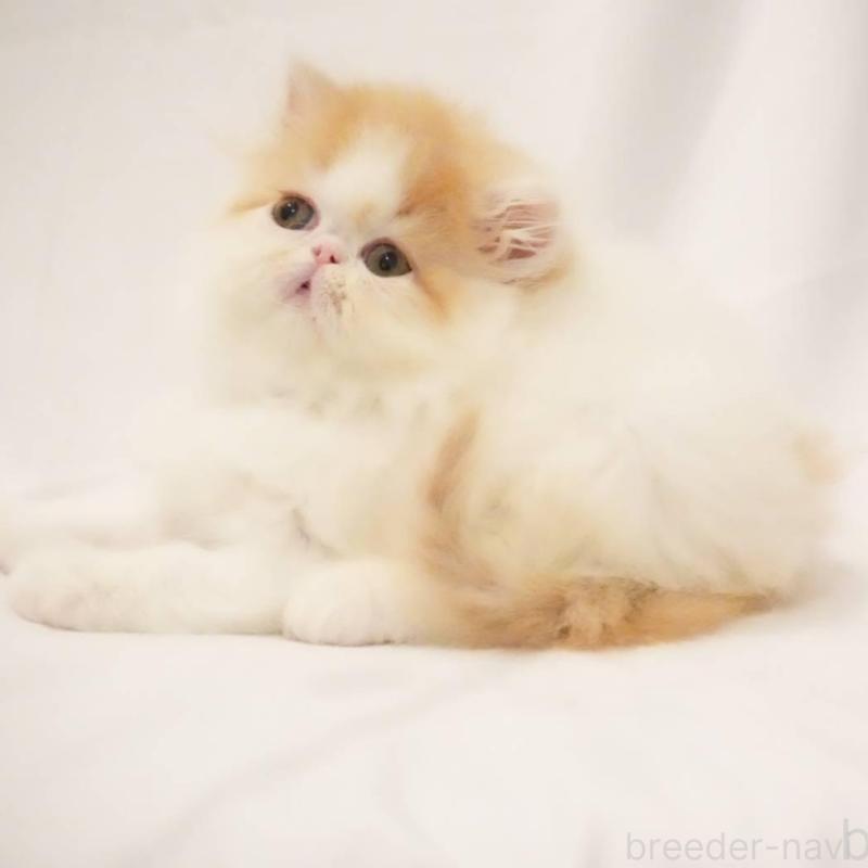 販売中の大阪府のエキゾチックショートヘア-137033の4枚目