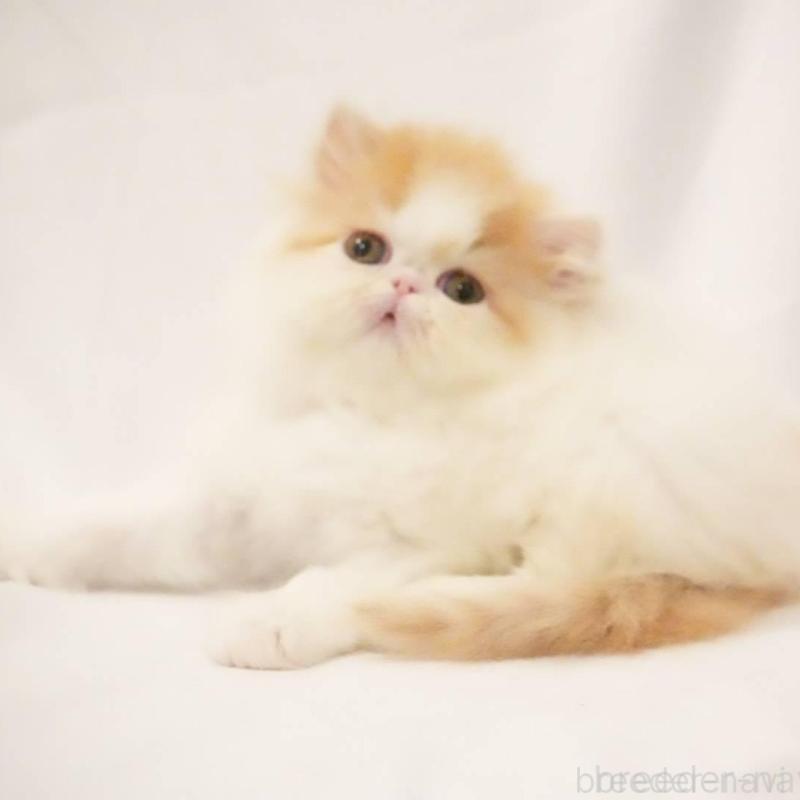 販売中の大阪府のエキゾチックショートヘア-137033の2枚目