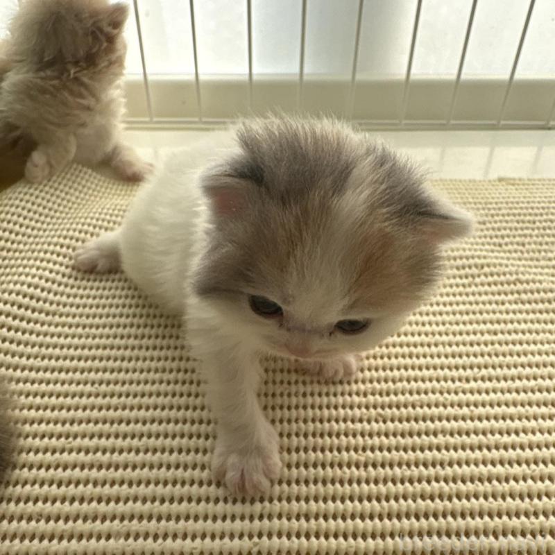 販売中の広島県のミヌエット-137034の15枚目