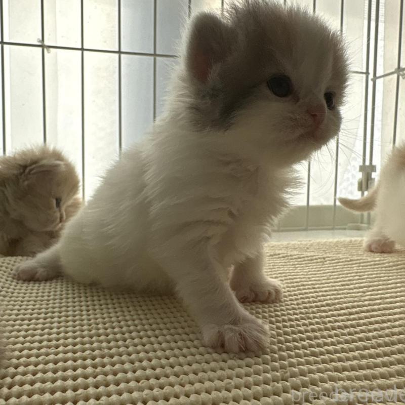 販売中の広島県のミヌエット-137034の14枚目