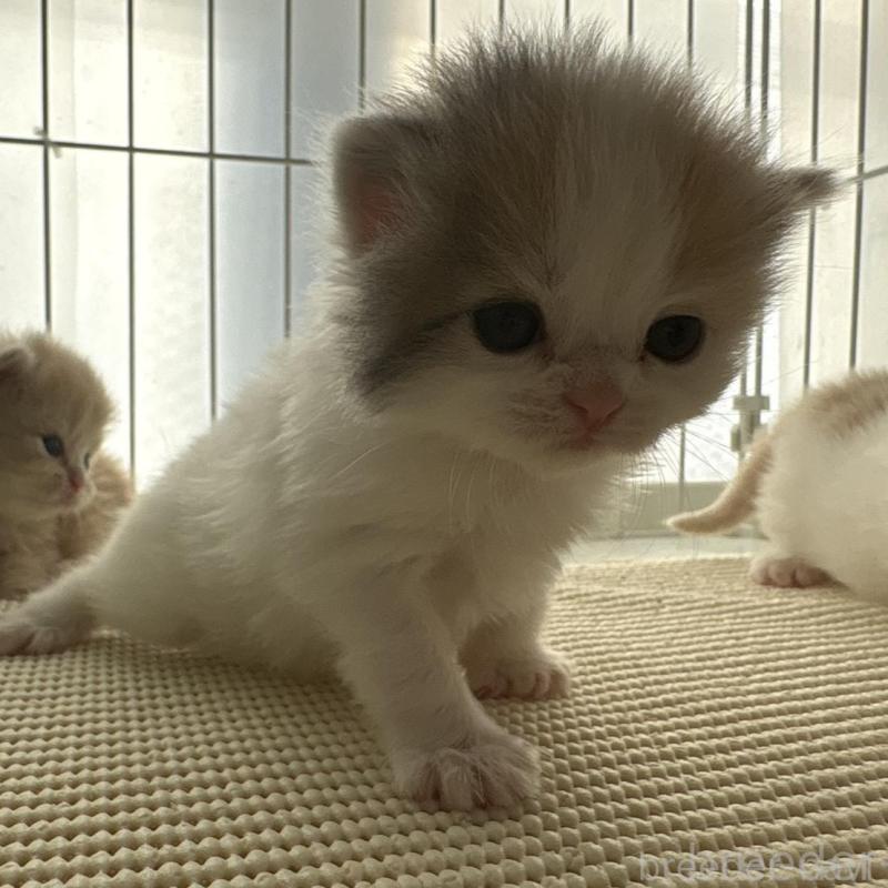 販売中の広島県のミヌエット-137034の13枚目