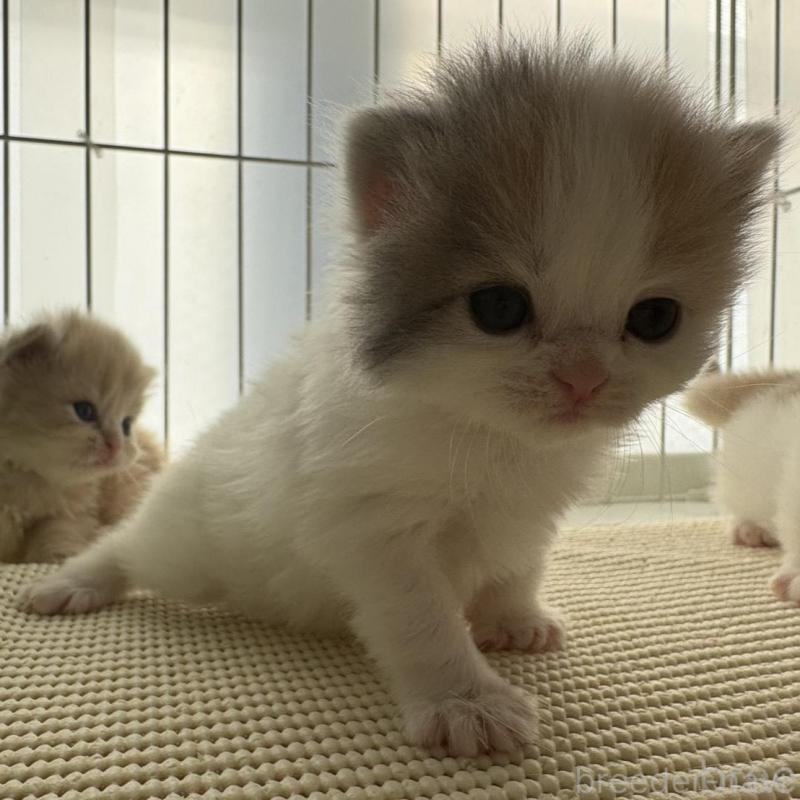 販売中の広島県のミヌエット-137034の12枚目