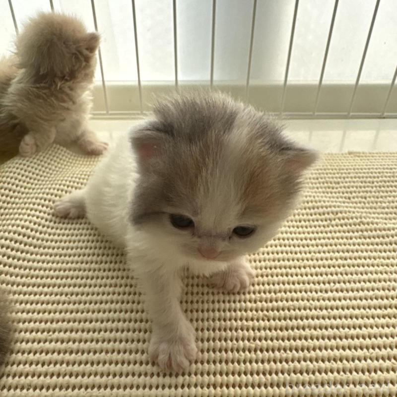 販売中の広島県のミヌエット-137034の11枚目