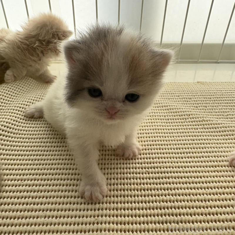 販売中の広島県のミヌエット-137034の10枚目