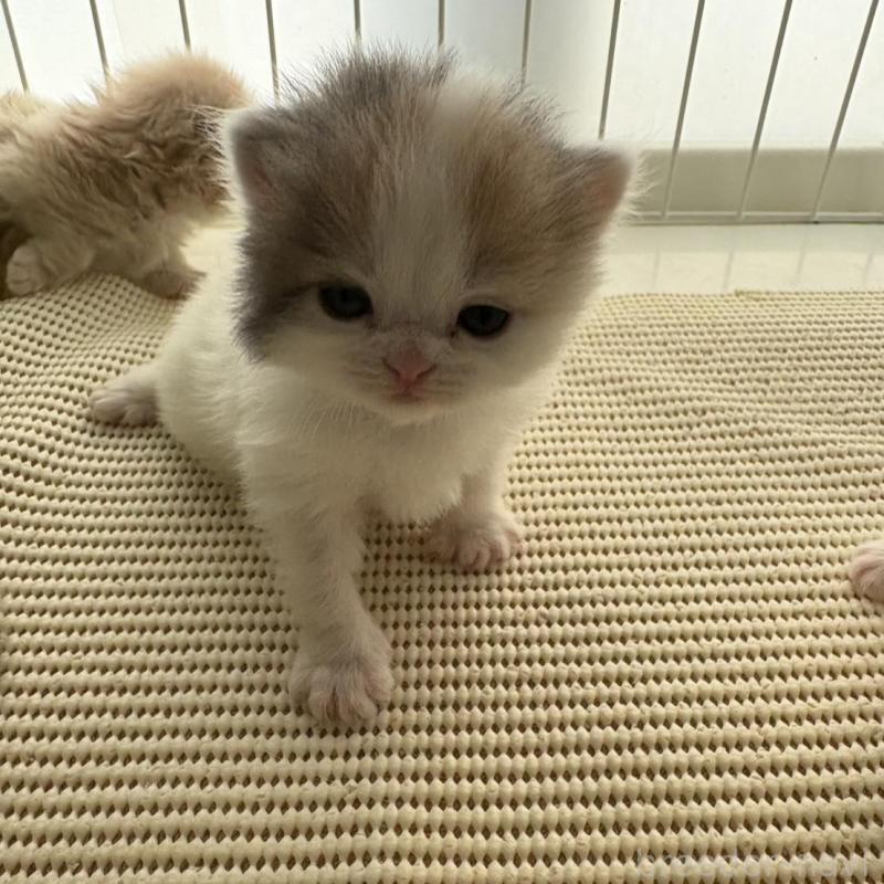 販売中の広島県のミヌエット-137034の9枚目