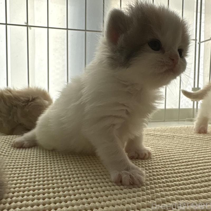 販売中の広島県のミヌエット-137034の8枚目