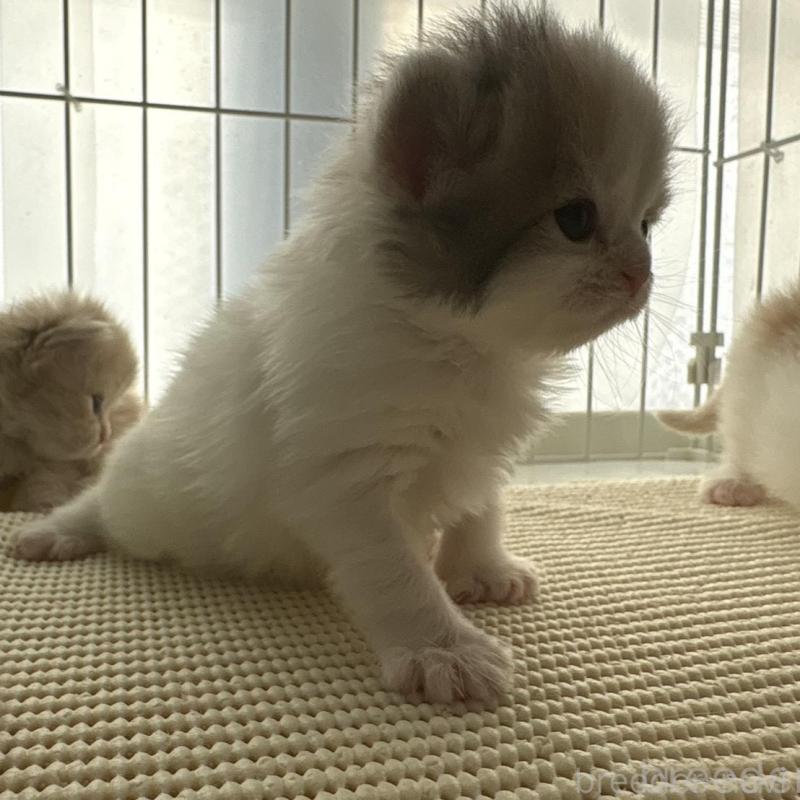 販売中の広島県のミヌエット-137034の7枚目