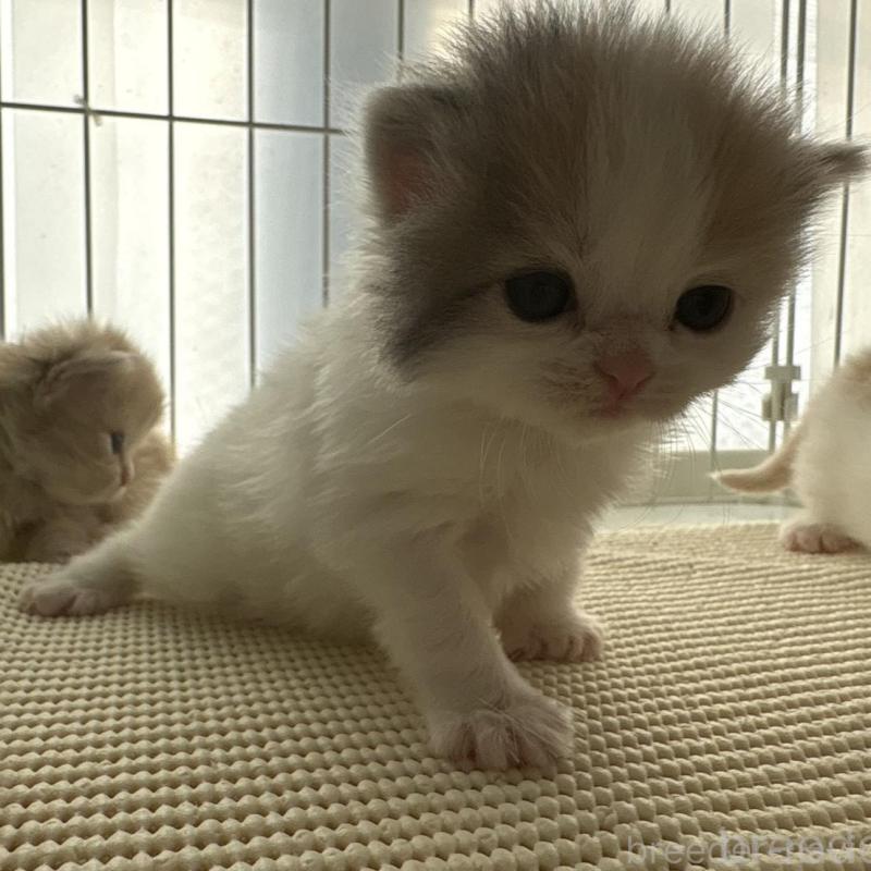 販売中の広島県のミヌエット-137034の6枚目