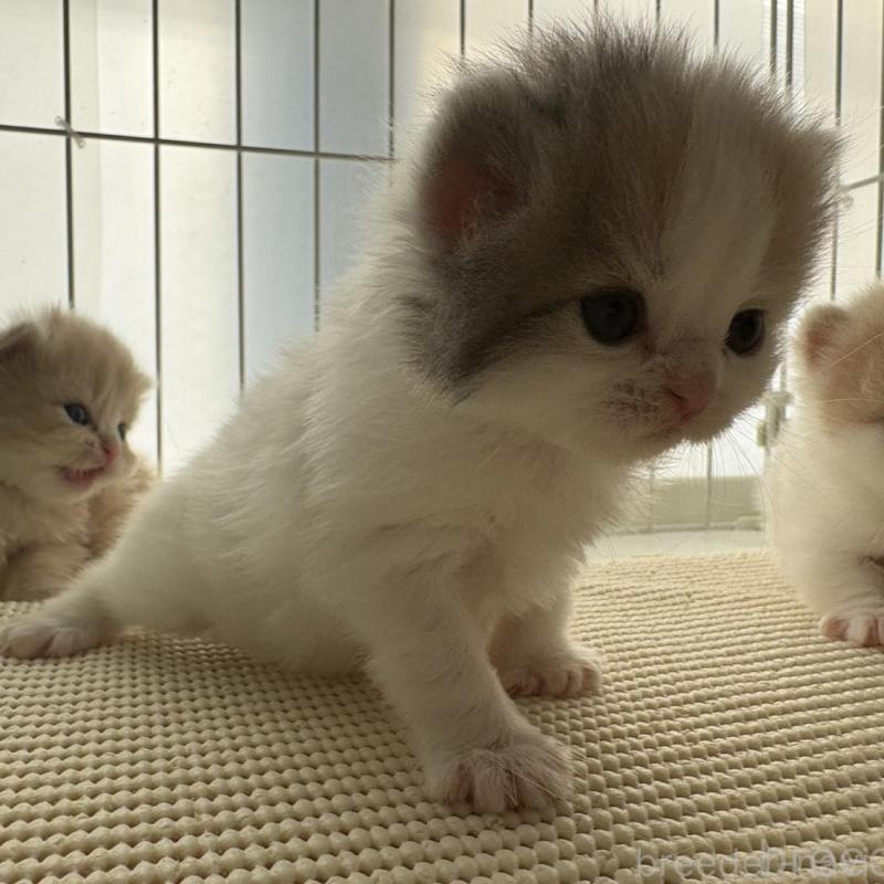 販売中の広島県のミヌエット-137034の5枚目