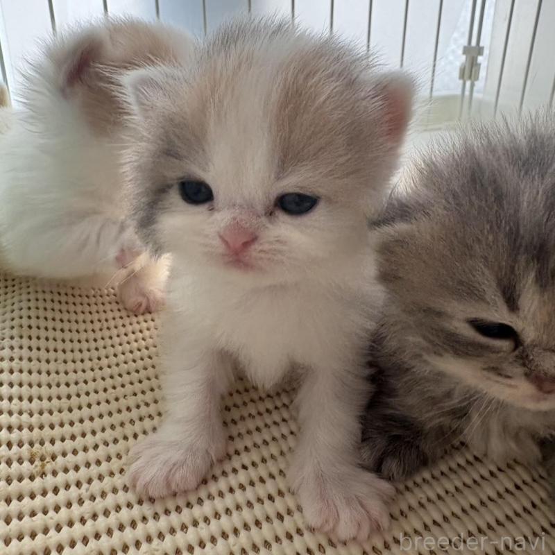 販売中の広島県のミヌエット-137034の4枚目