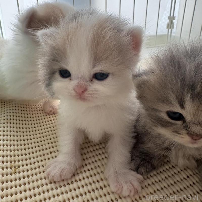 販売中の広島県のミヌエット-137034の3枚目