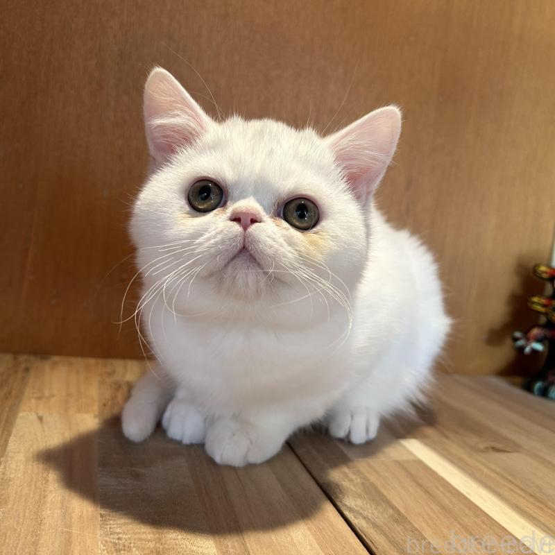 販売中の岡山県のミヌエット-137035の1枚目