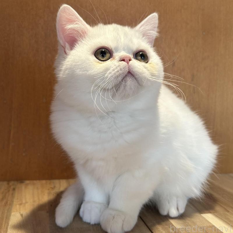 販売中の岡山県のミヌエット-137035の3枚目