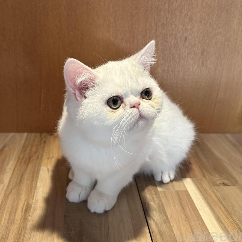 販売中の岡山県のミヌエット-137035の2枚目