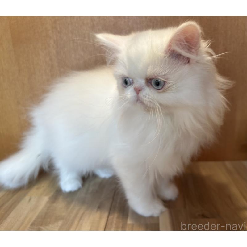 成約済の岡山県のミヌエット-133794の4枚目