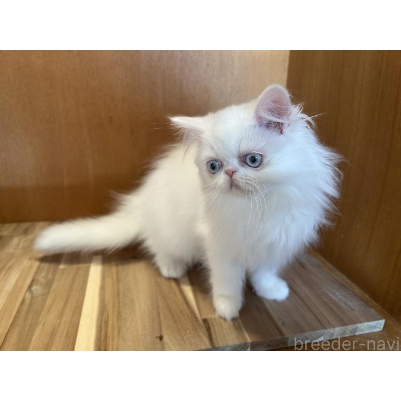 成約済の岡山県のミヌエット-133794の3枚目