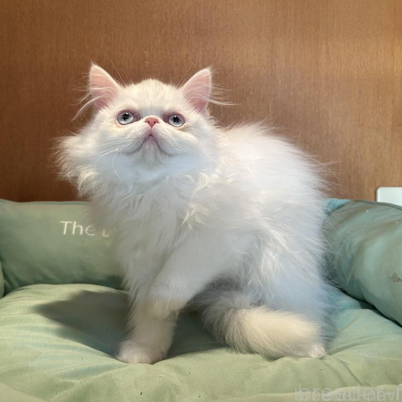 成約済の岡山県のミヌエット-133794の2枚目