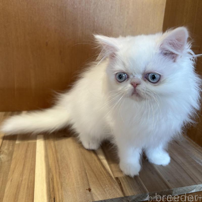 販売中の岡山県のミヌエット-133794