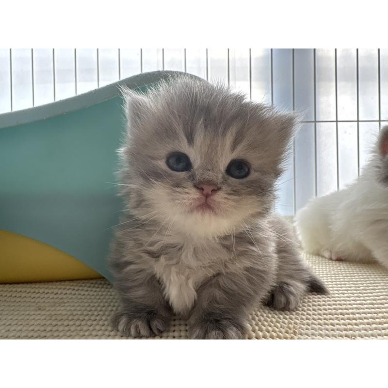 販売中の広島県のミヌエット(短足)-137036の17枚目