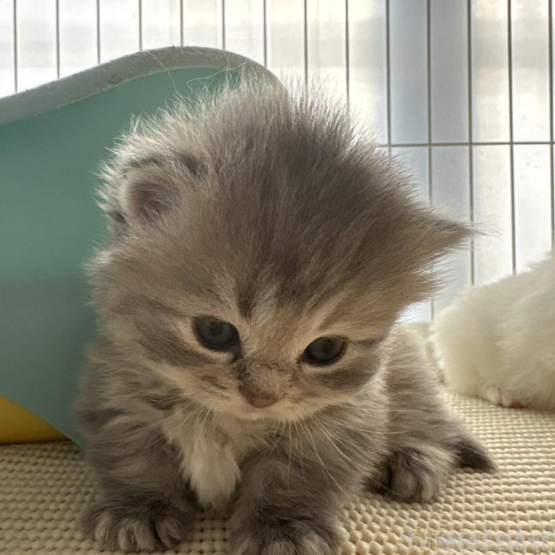 販売中の広島県のミヌエット(短足)-137036の16枚目