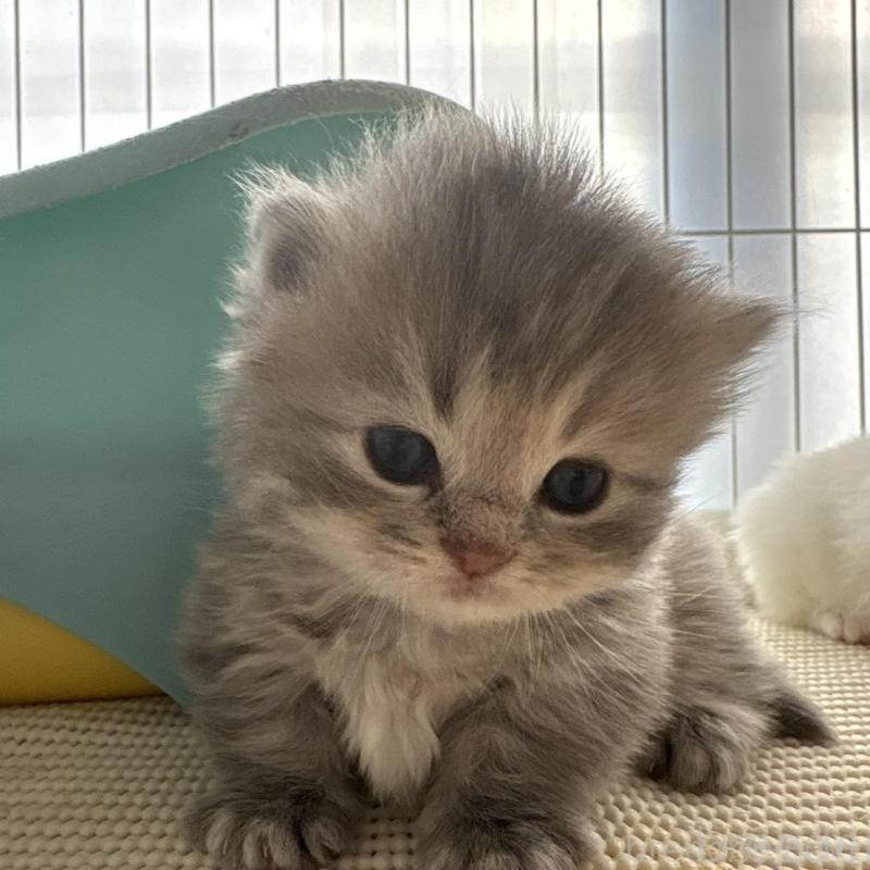 販売中の広島県のミヌエット(短足)-137036の15枚目